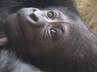 Gorilie mláďatko