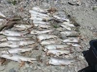 Dotrhané ryby z povodia Hrona.