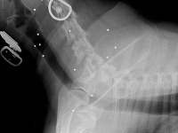 Röntgenová snímka zastreleného psa