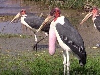Marabu africký Marabu africký