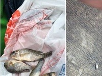 V Mexiku padali z neba ryby V Mexiku padali z neba ryby