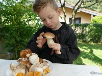 Zámena niektorých druhov húb s našou najjedovatejšou muchotrávkou zelenou je životu nebezpečná a môže spôsobiť smrť. Zámena niektorých druhov húb s našou najjedovatejšou muchotrávkou zelenou je životu nebezpečná a môže spôsobiť smrť.