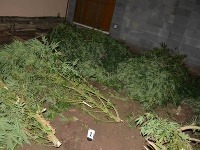 Zadržané konope u muža zo Šoporne Zadržané konope u muža zo Šoporne