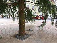 Na Hlavnom námestí už stojí vianočný stromček.