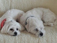 Happy a Maur, psí rodičia Kiary