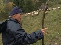 Jana ako aktuálna farmárka týždňa nesie aj najväčšiu zodpovednosť. Informácia, že sa stratilo 48 oviec ju preto vôbec nepotešila.
