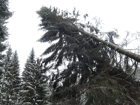 Obrovské masy snehu v Čechách zabíjali: FOTO Tragické nehody, dopravný kolaps a padnuté stromy