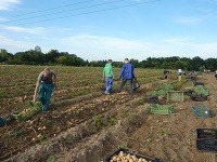 Ján z Novej Dubnice - Pri zbere zemiakov si so susedmi vždy vypomáhame