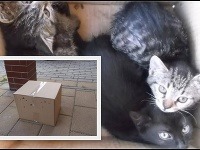 Vyhodené mačky v kartónovej škatuli pred dverami bratislavského útulku.