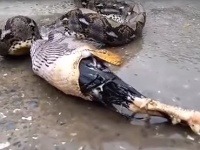 Kohút skončil v pytónovej tlame Kohút skončil v pytónovej tlame