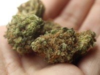 Marihuana Marihuana