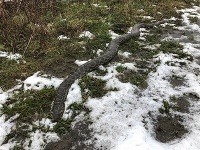 Anakondu niekto pravdepodobne pohodil v prírode. Anakondu niekto pravdepodobne pohodil v prírode.