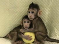 Naklonované opičky
