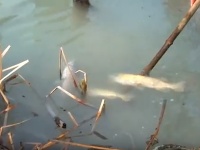 Havária v Novákoch baníkom rozleptala nohy a zabila ryby 