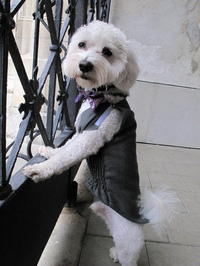 Alexov psík Carat v obleku. 