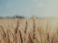Tvrdá pšenica