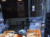 V Prahe sa pred supermarketom vykladalo pečivo, na ktorom si pochutili holuby 