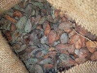Českí inšpektori zadržali na hraniciach 22 ton plesnivých kakaových bôbov.