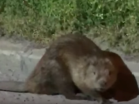 Bobor na Mierovej ulici v Ružinove. Bobor na Mierovej ulici v Ružinove.
