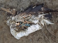 Tisíce albatrosov umierajú.