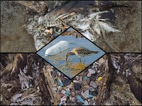 Tisíce albatrosov umierajú. Tisíce albatrosov umierajú.