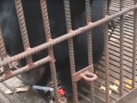 Medveďa previezli do zoo Medveďa previezli do zoo