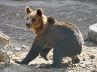 Mladé medvede pracovníci zoo premiestnili  zo zázemia do výbehu v centrálnej časti zoo.