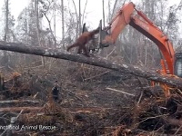 Orangutan bojuje s buldozérom Orangutan bojuje s buldozérom