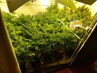 V dome našli laboratórium na pestovanie marihuany