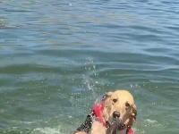 Pes takmer utopil dievča v jazere. 