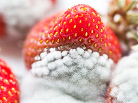 Inšpektori odhalili počas úradnej kontroly jahody, ktoré neboli vhodné na ľudskú konzumáciu