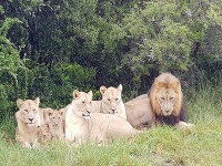 Levy z juhoafrického parku.