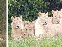 Levy z juhoafrického parku.