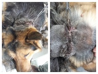 Žena (55) z obce Oľka bola obvinená z týrania zvierat. Žena (55) z obce Oľka bola obvinená z týrania zvierat.