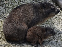 V košickej zoo sa narodilo prvé mláďa damana kapského, V košickej zoo sa narodilo prvé mláďa damana kapského,