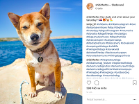Dvojica zobrala svojho psíka aj na dovolenku do Chorvátska. Veterinár im totiž odporučil morský vzduch, ktorý by chorému chlpáčovi mohol pomôcť.