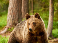 Medvede napádajú turistov v Rumunsku