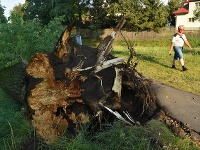 Spadnutý strom do rieky Poprad na ulici Brežný riadok v Poprade.
