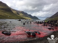 Tradičné porážanie veľrýb na Faerských ostrovoch 