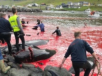Tradičné porážanie veľrýb na Faerských ostrovoch 