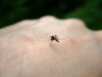 Bodnutie od komára vyvoláva lokálnu imunitnú reakciu, vnímame ju ako bolesť, pálenie, svrbenie, sčervenanie a opuch.