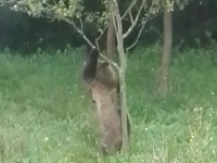 Medveď v Česku Medveď v Česku