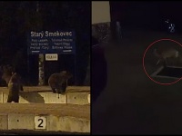 Medvede a líška na vlakovej stanici v Starom Smokovci. Medvede a líška na vlakovej stanici v Starom Smokovci.