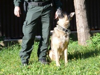 Policajný pes Larry pomohol dolapiť lupiča. Policajný pes Larry pomohol dolapiť lupiča.