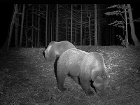 Nadšenci život v lese sledujú prostredníctvom online kamery. 