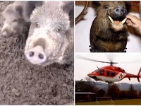 Na 32-ročného poľovníka zaútočil diviak. Na 32-ročného poľovníka zaútočil diviak.