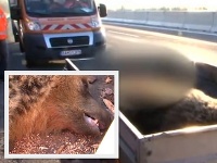 Stret osobného vozidla s medveďom na diaľnici D1.