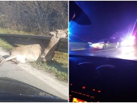 Zrazená laň a srna na Orave Zrazená laň a srna na Orave