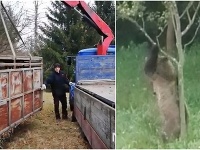 Medveď v Česku. Medveď v Česku.