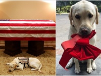 Labradorský retríver Sully odpočíva pri rakve svojho pána. Labradorský retríver Sully odpočíva pri rakve svojho pána.